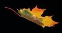 https://www.john-huisman.com/wp-content/uploads/2017/02/cropped-Floating-maple-leaf.jpg