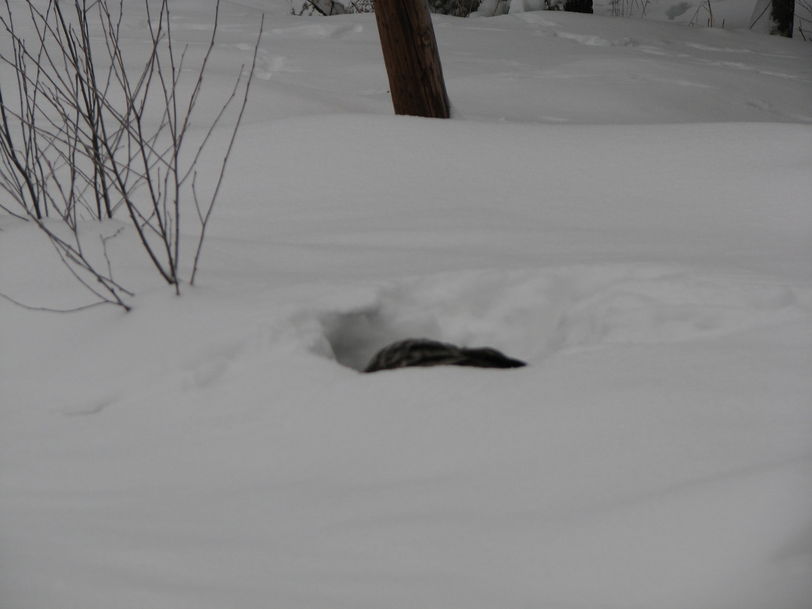 Gray owl, looking for something