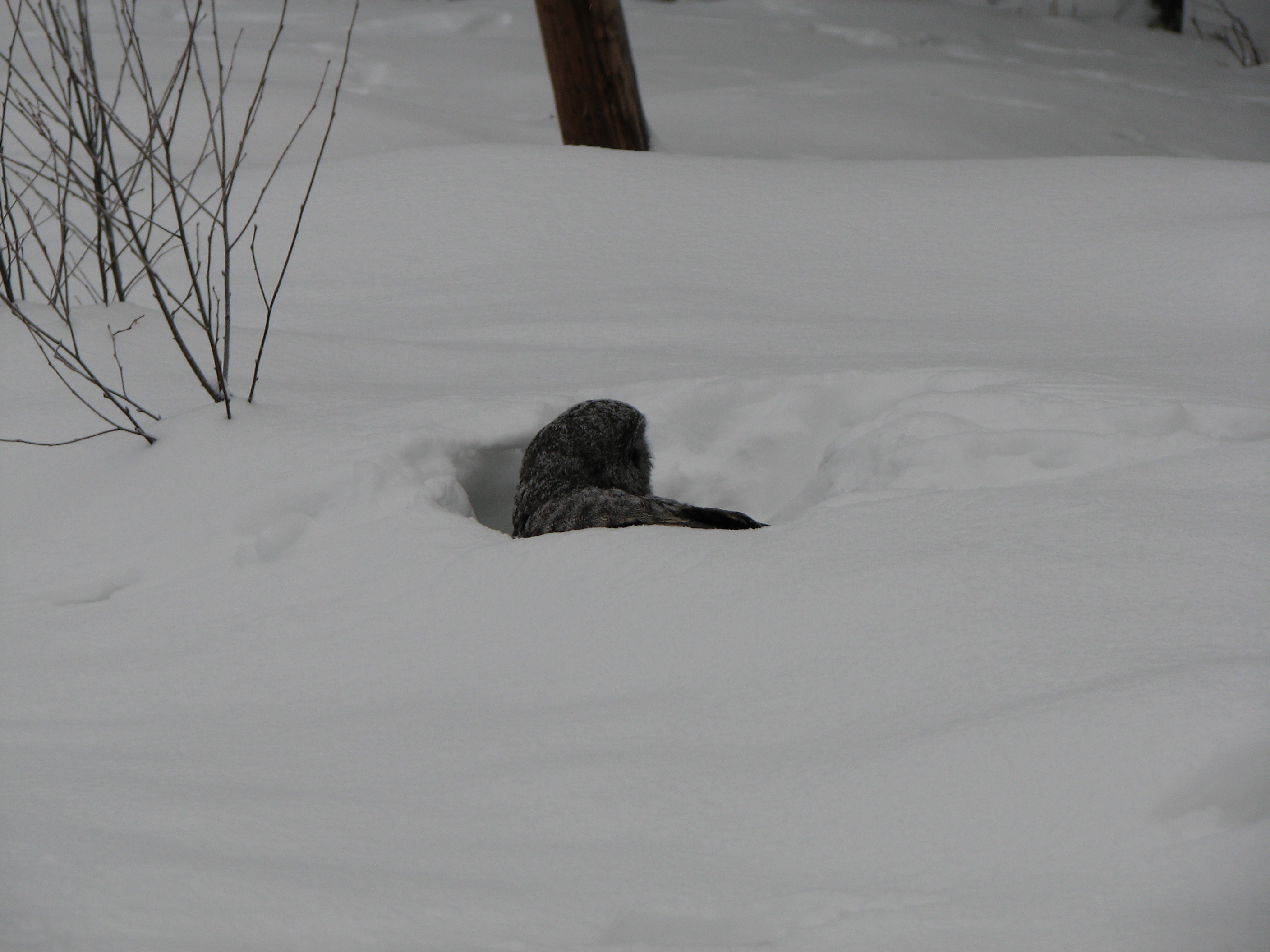 Gray owl, looking for something in the snow