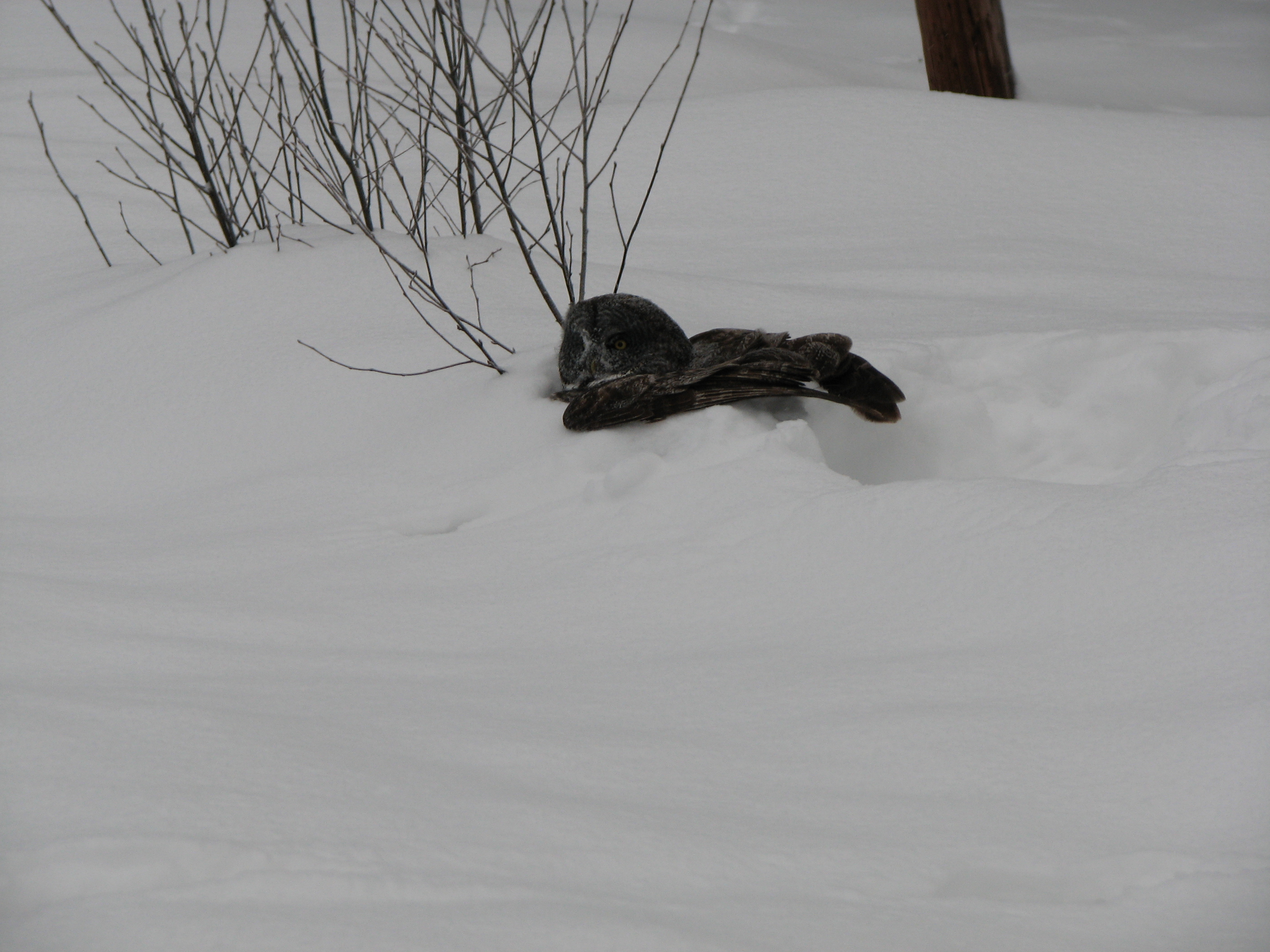 Gray owl, looking for something in the snow
