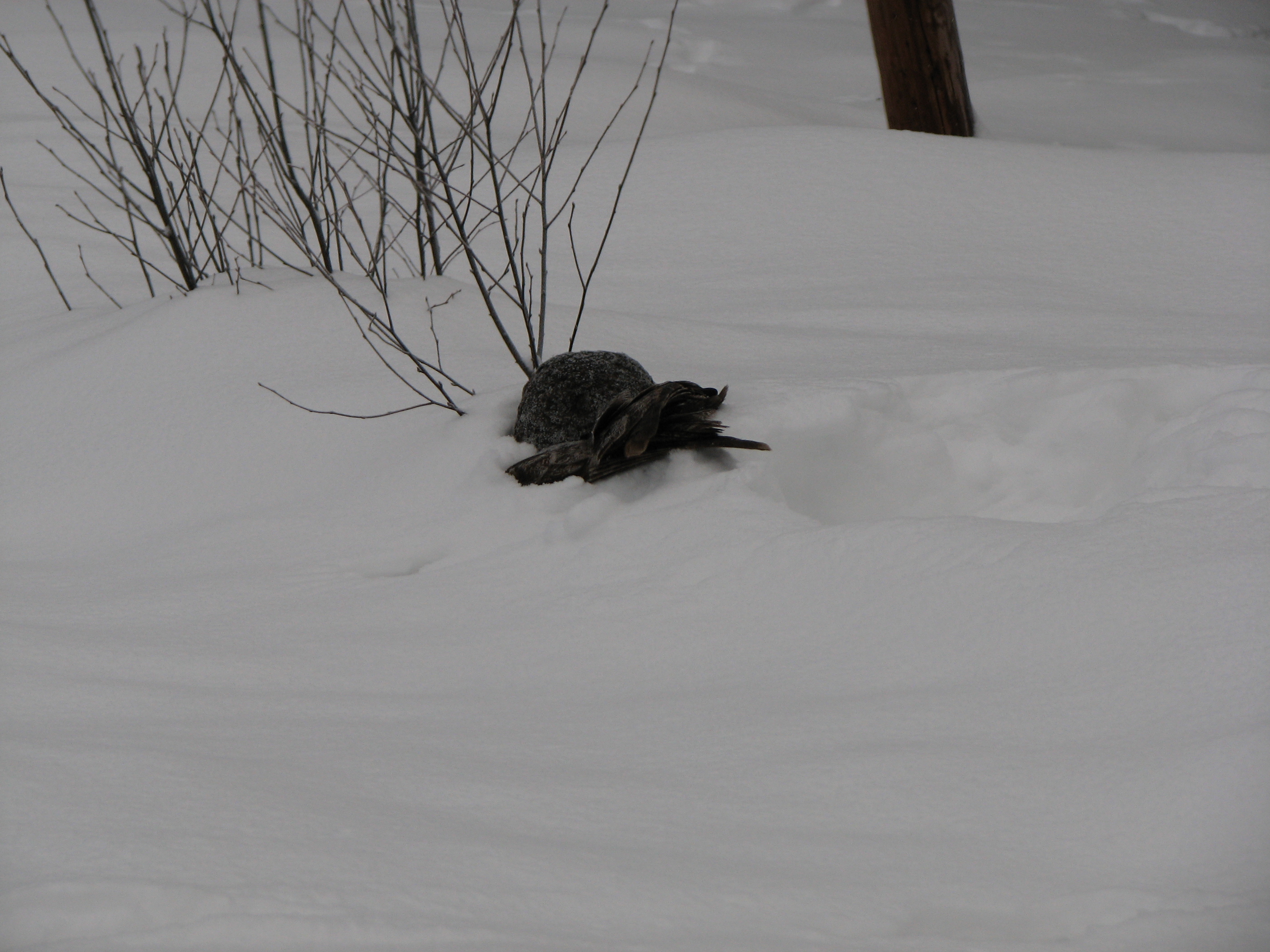 Gray owl, looking for something in the snow