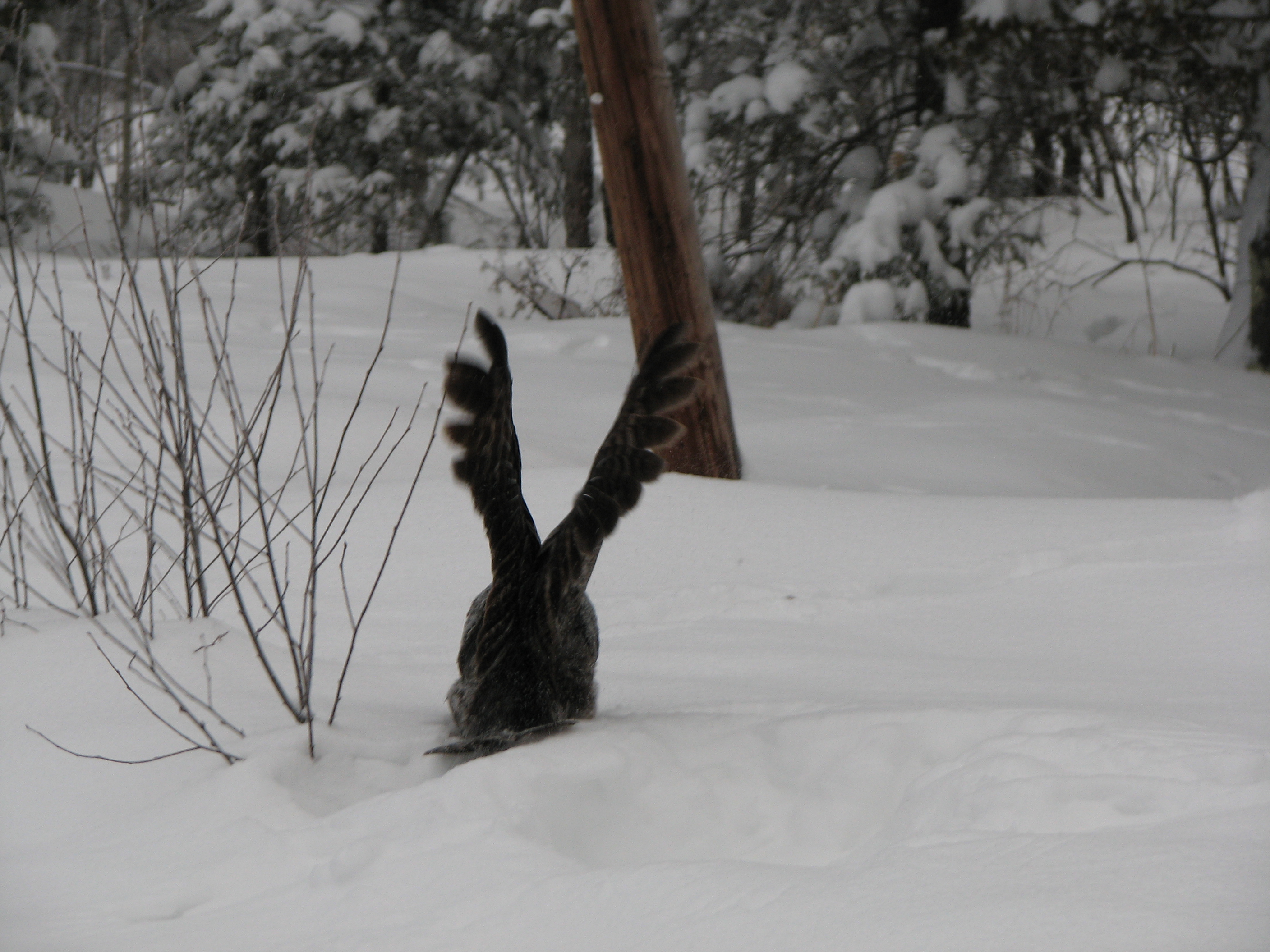 Gray owl, looking for something in the snow