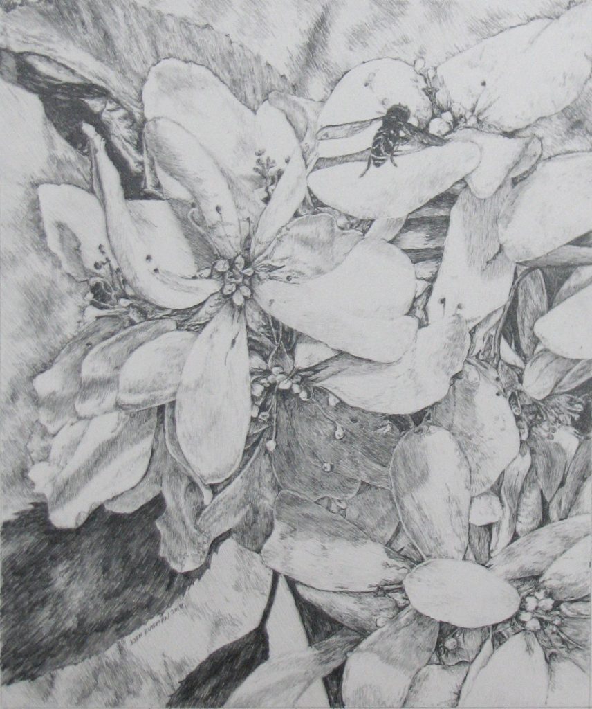 Spring Juneberry Blossums 11x13 pencil drawing Spring Juneberry Blossums 11x13 pencil drawing