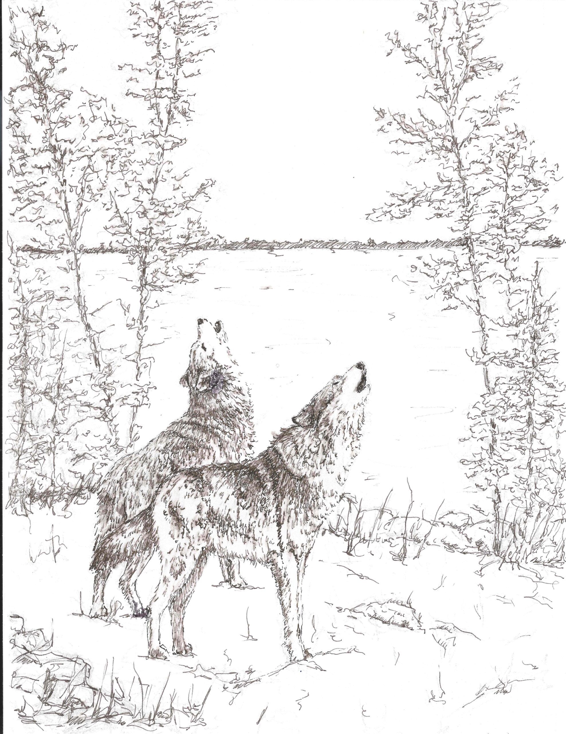 Timber wolves, sketch for wood carving Timber wolves, sketch for wood carving