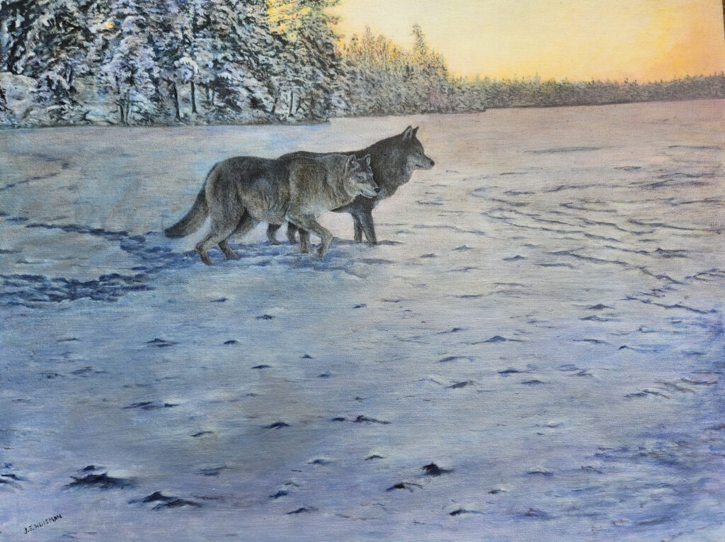 Oil painting of wolves on a frozen lake at sunrise in Northern Minnesota by Minnesota artist john Huisman