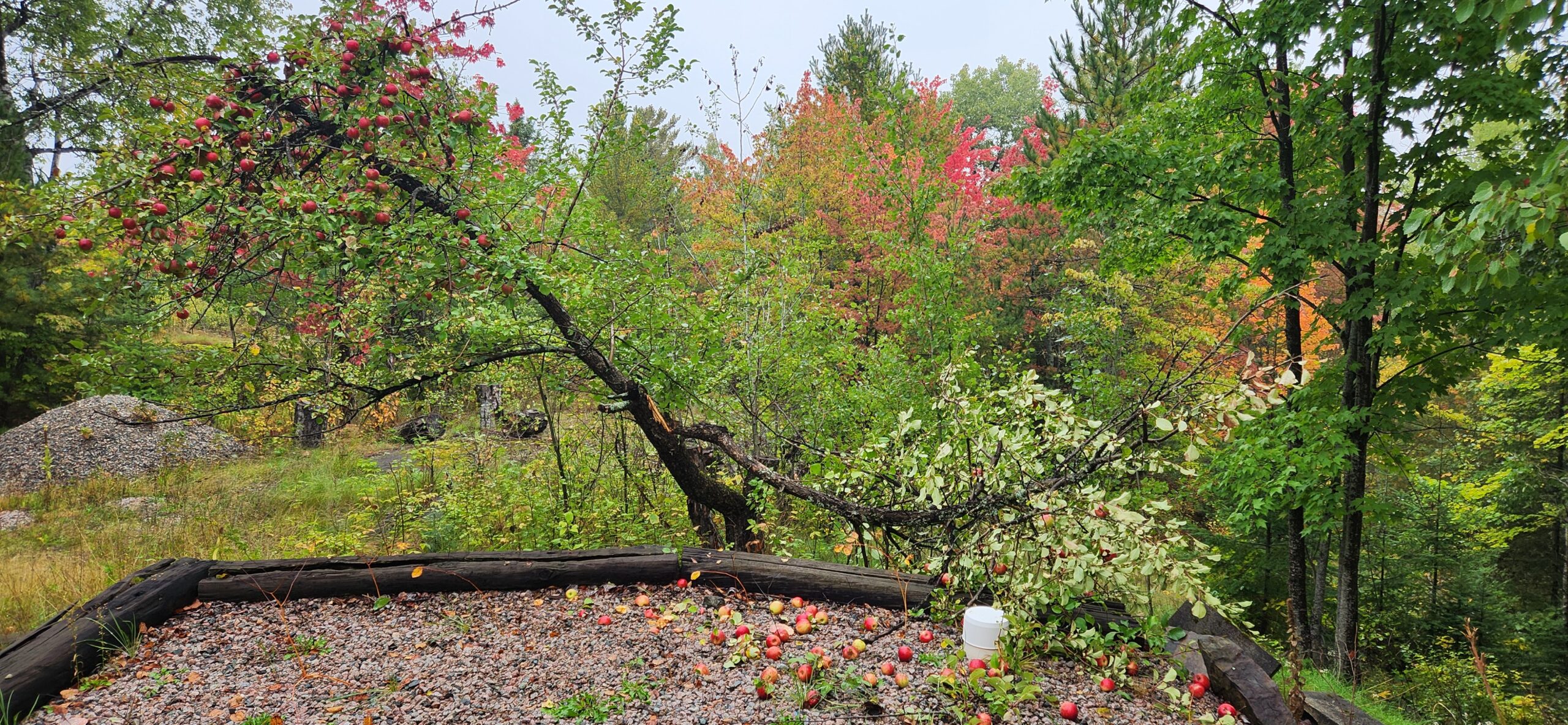 Apple tree broken branch